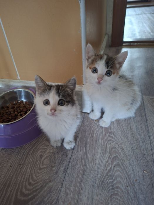 Малышки девочки ок.2 мес.в ответственные семьи