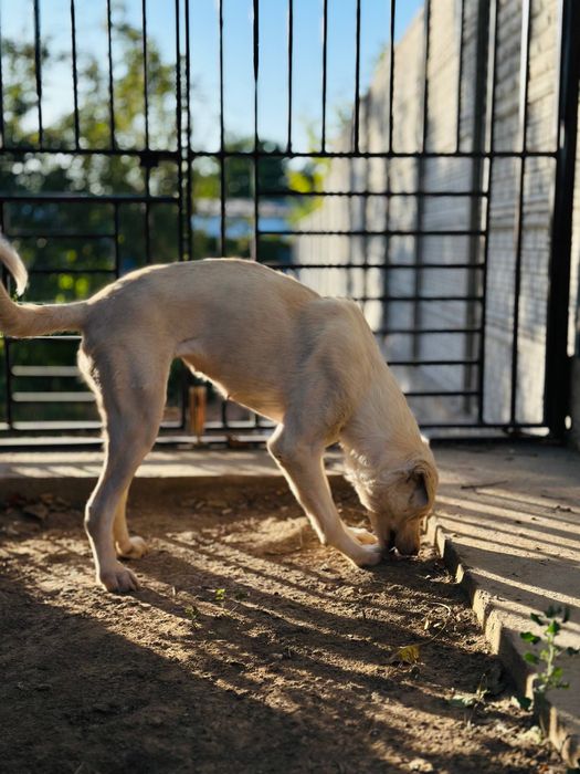 Охана ищет семью.