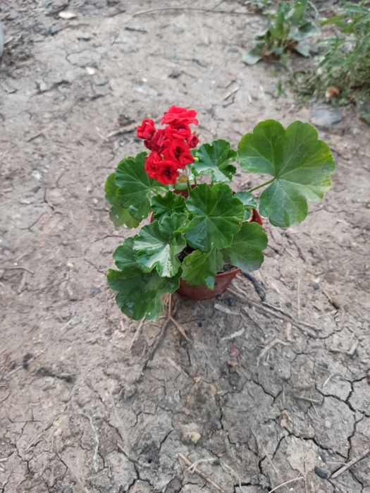 Продаю домашние цветы герань и розы