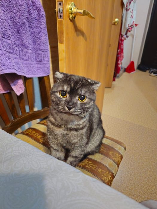 Отдам Кошку Бесплатно