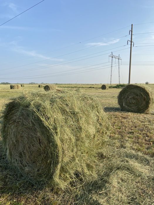 Продам сено в рулонах