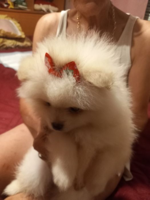 Продавам малки мини померани