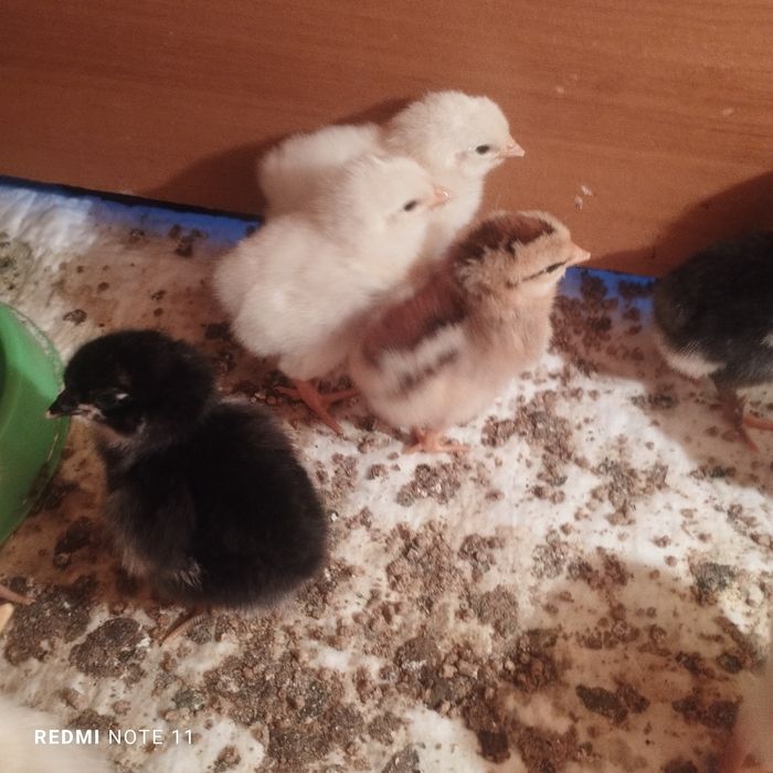 Продам цеплят домашнии