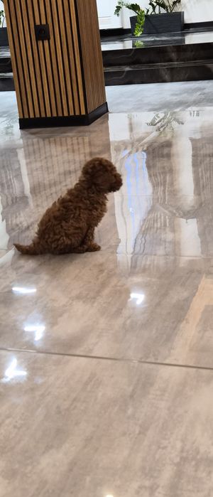 Пудел, мини пудел