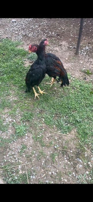 Дакан кораз туляк сатылады