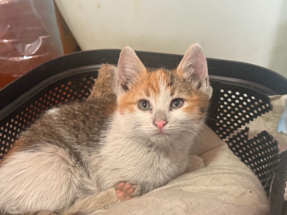 Pisicute spre adoptie