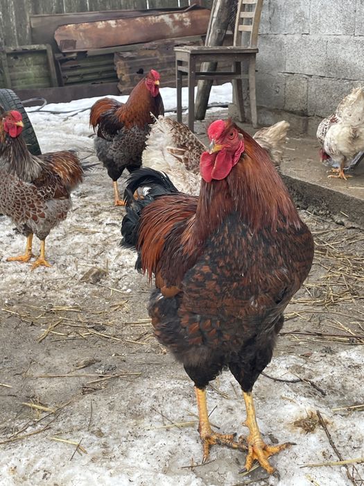 Cocosi wyandotte diferite culori