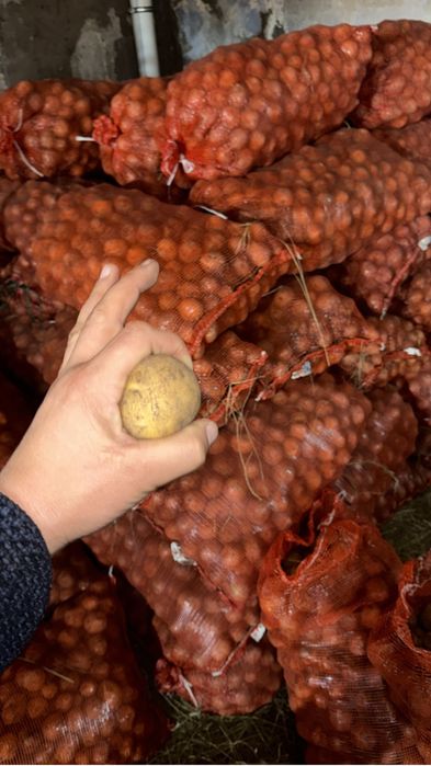 Семена картофелья Галла