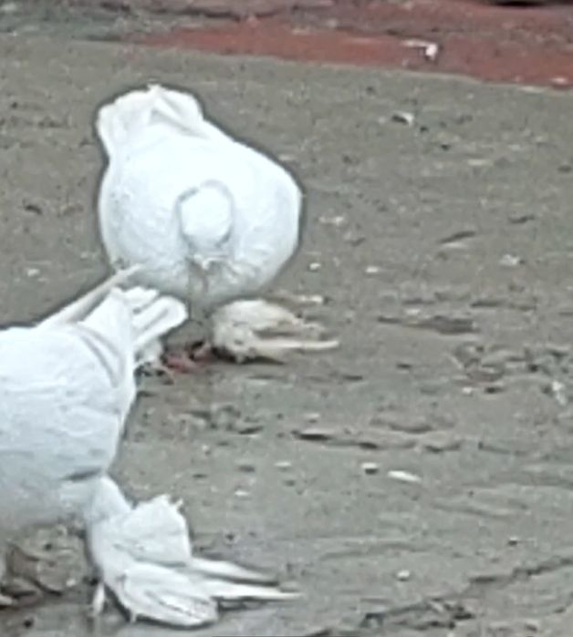 Кептер Құс Голуби