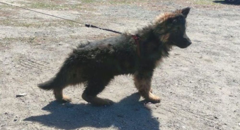 Вязка немецкой овчарки