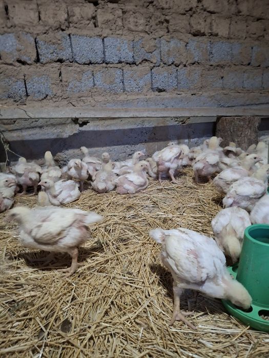 Оргазм кезіндегі порно конвульсиялар