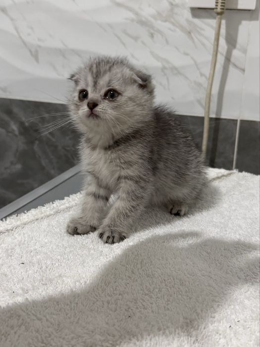 Котенок девочка Лия