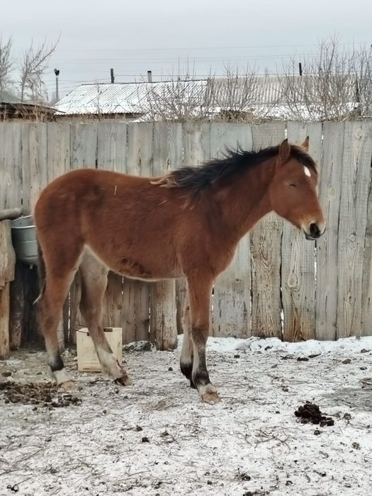 Продам тай на согым