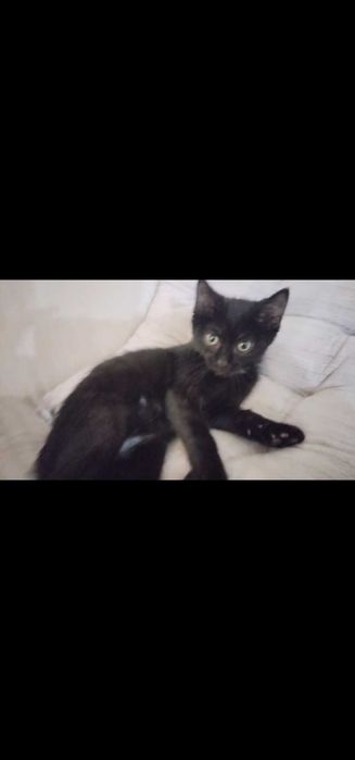 Котёнка в добрые руки
