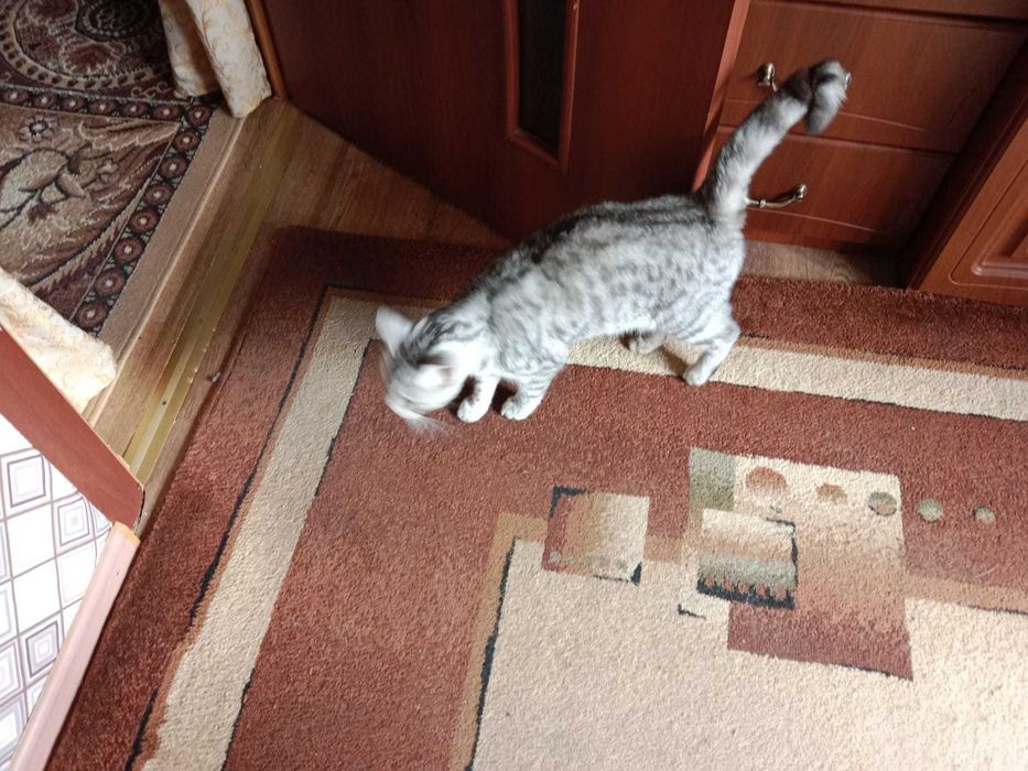 Найдена кошка. Чья потеряшка?