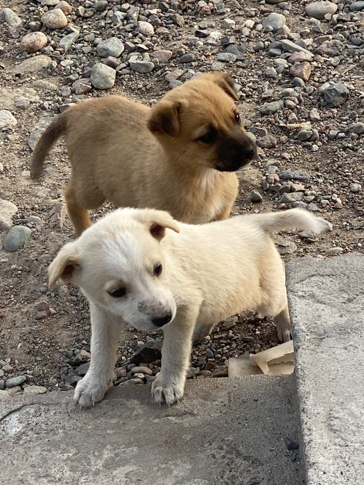 Отдам четврёх щенков