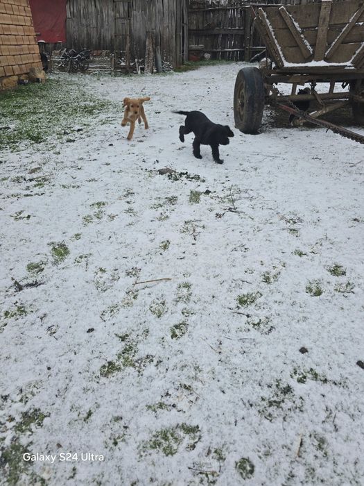 Koker na tiri meseca ima vaksini