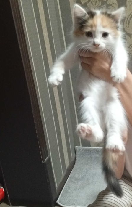 Котенок скотиш стар