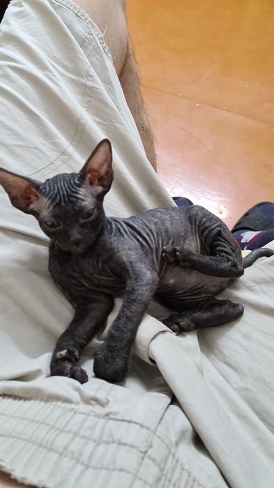 Котята Донской сфинкс
