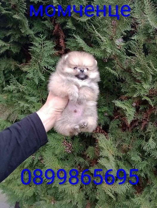 Мини  Померан  .