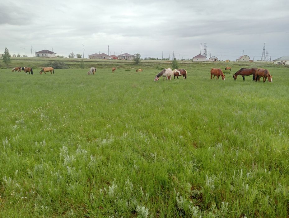 Қымыз таза қымыз Саумал