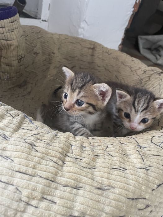 Отдам котят бесплатно