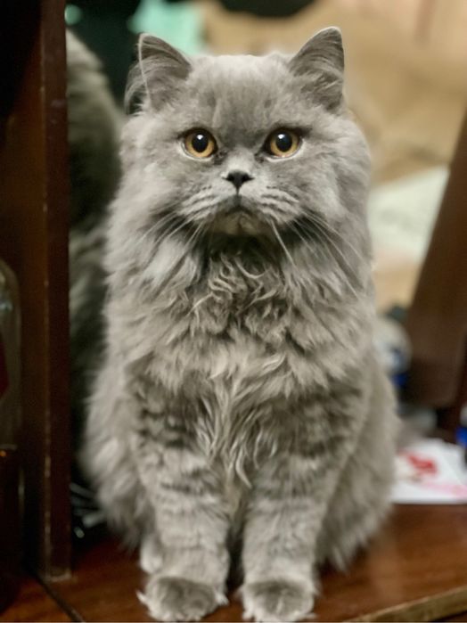 Персийско коте