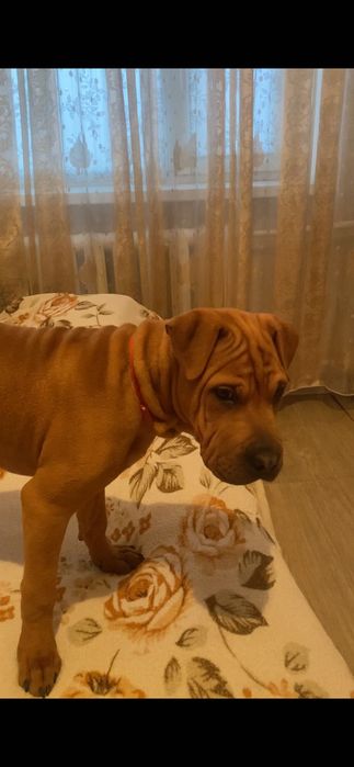 Шарпей, с родословной