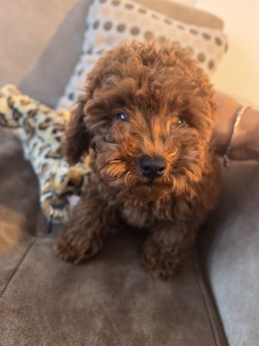 Той/Мини Пудел/ toy poodle/ poodle
