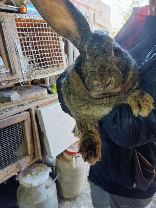 Продается кролиха