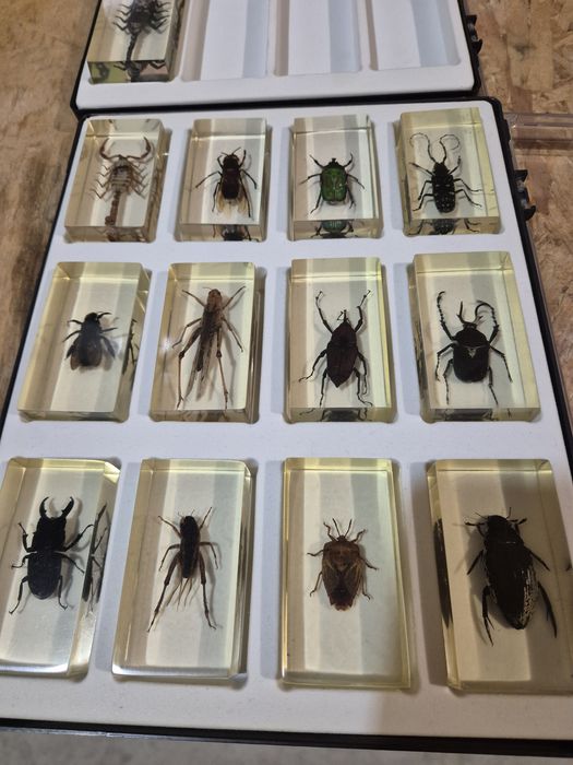 Colecție insecte reale  DeAGOSTINI