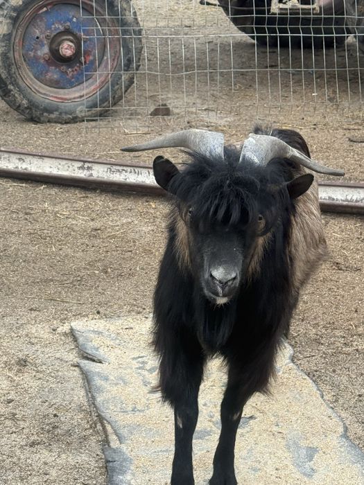 Buna! De vanzare tap