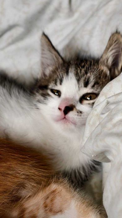 Котята в добрые и ответственные руки!