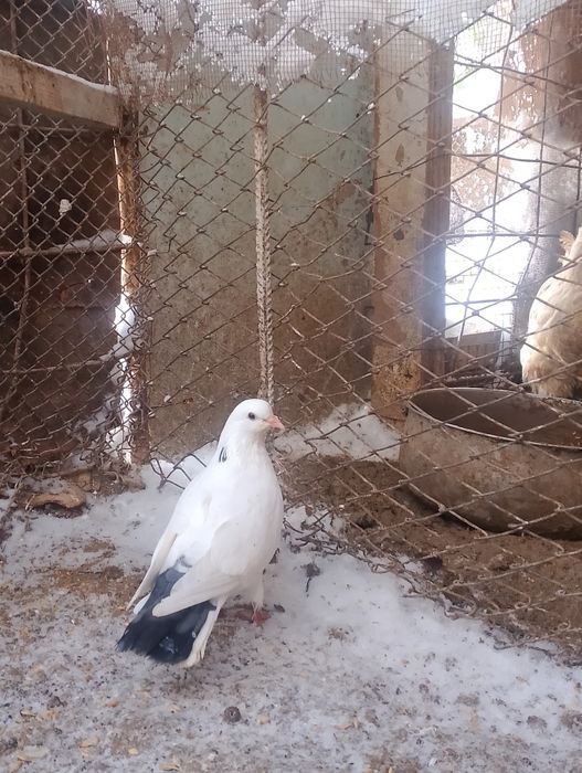 Кептер сатылады.