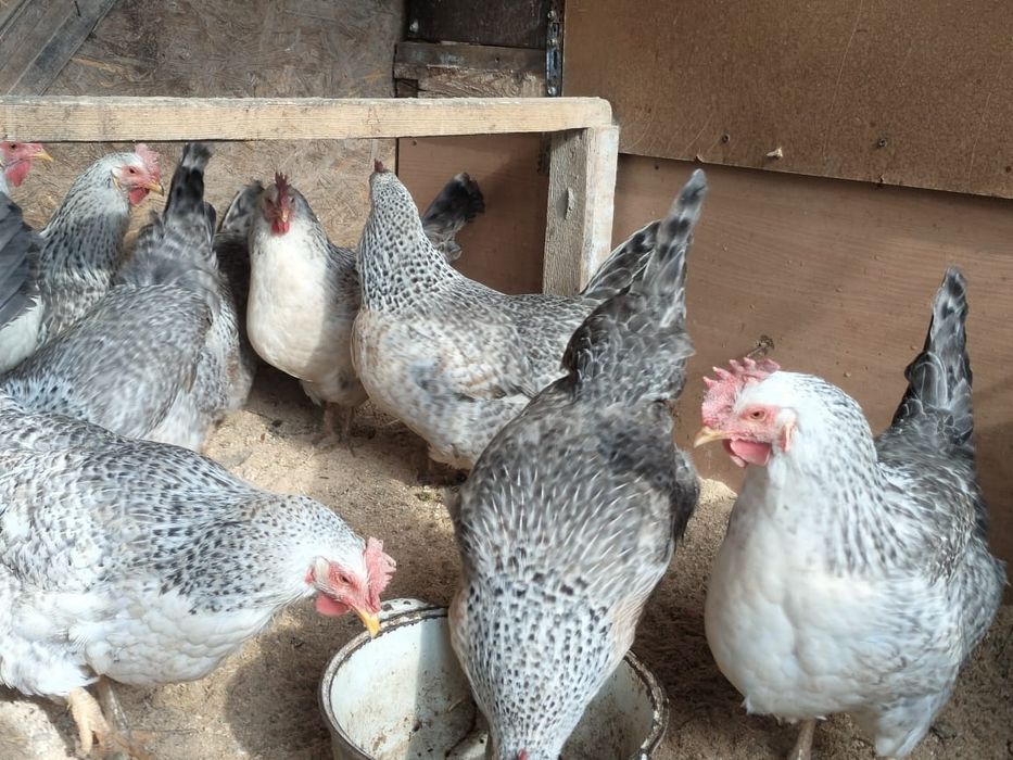 Продаются куры Бараковские
