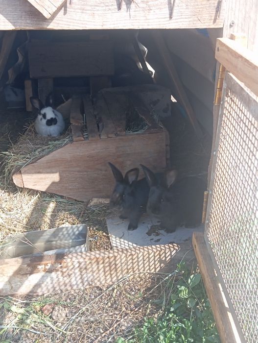 Продаю чистокровные строкачи .