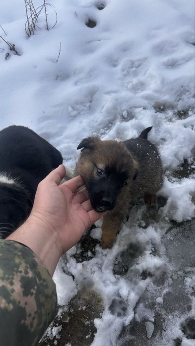 2 күшік бар қарасы еркек қоңыры ұрғашы