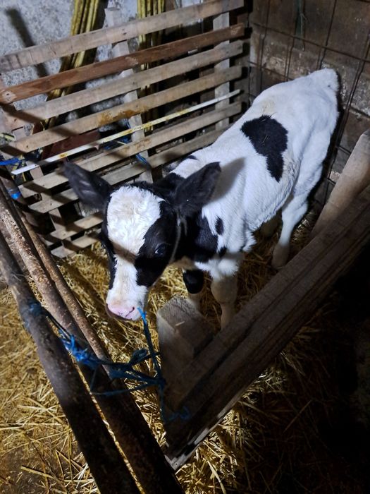 Vind tauras de 2 saptamini frumos.