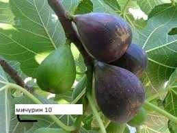 Смокиня Мичуринска-10