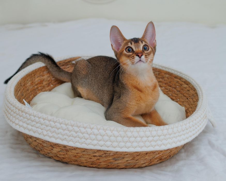 Абиссинский котенок