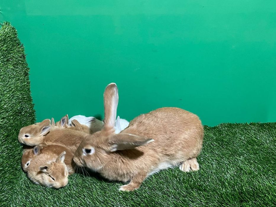 Burgunt zotli quyonlar Sotiladi