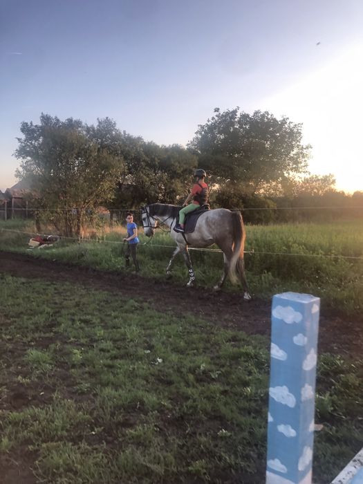 Cal de sarituri, cal de scoala, shagya arab, cal echitatie