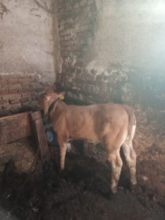 Vind vițea Angus foarte frumoasa