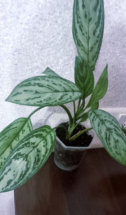 Цветы комнатные от 2500