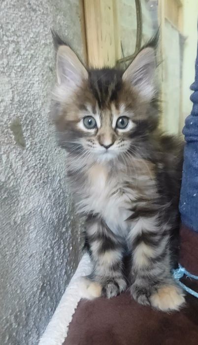 Котята мейн кун полидакт