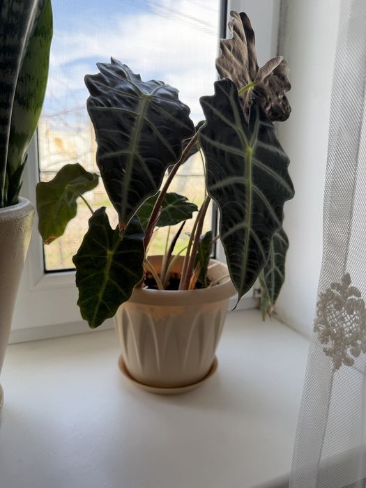 Цветок алоказия полли