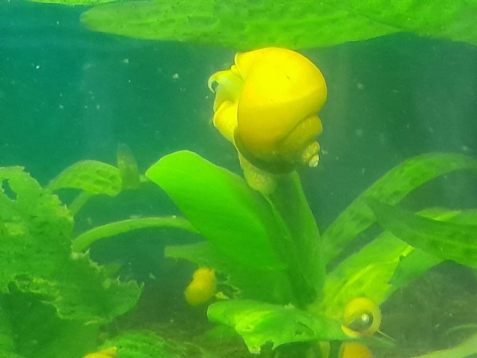 На продажу улитки