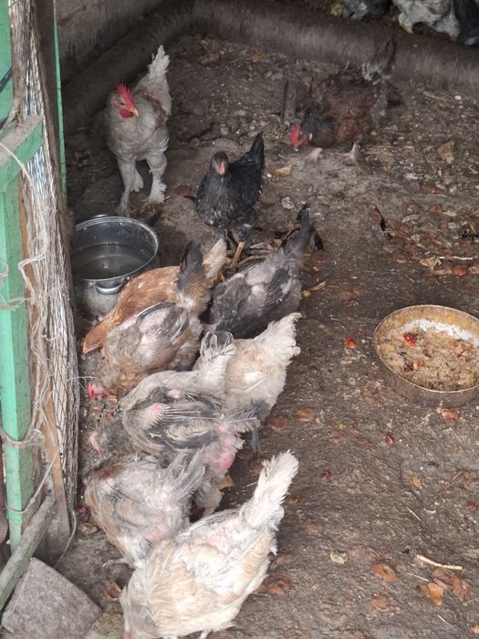 Домашный курицы.