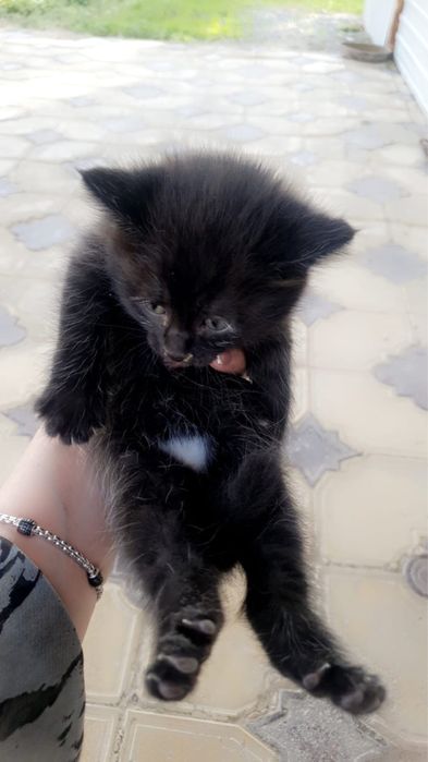 Отдам в хорошие руки