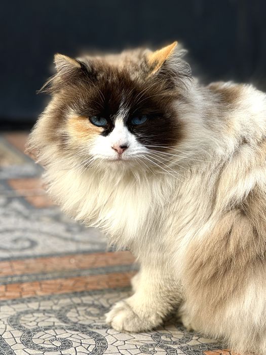Срочно продам кошку (Ragdoll)